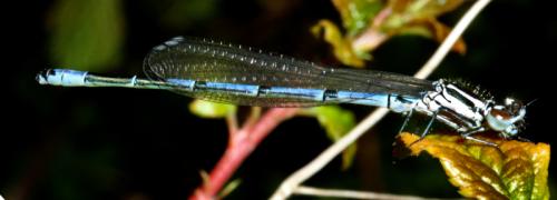 Coenagrion puella